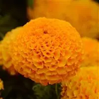 [PN_900057] Marigold - African - Taishan Orange