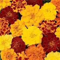 [PN_900059] Marigold - French  X2 - Durango Mix