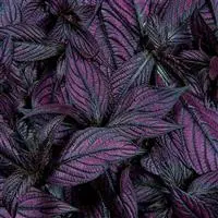 [PN_900062] Strobilanthes Persian Shield