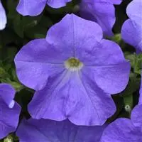 [PN_900063] Petunia - Easy Wave Sky Blue