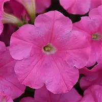 [PN_900064] Petunia - Easy Wave Pink Passion