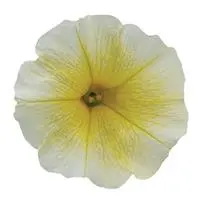 [PN_900066] Pet E3 Easy Wave Yellow 