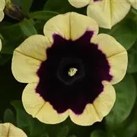 [PN_900072] Petunia - Headliner Dark Saturn