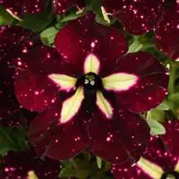 [PN_900073] Petunia - Hdlnr Starry Sky Burg