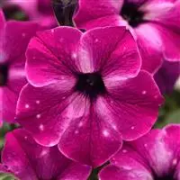 [PN_900075] Petunia - Hdlnr Enchanted Sky