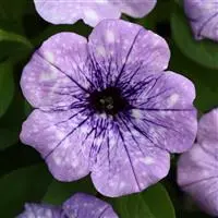 [PN_900076] Petunia - Headliner Crystal Sky