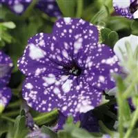 [PN_900077] Petunia - Headliner Night Sky