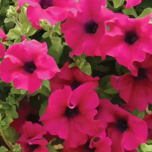 [PN_900088] Petunia - Surfinia Giant Purple
