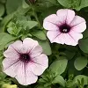 [PN_900091] Petunia - Surfinia Blue Vein