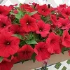 [PN_900092] Petunia - Surfinia Deep Red