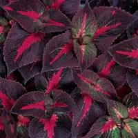 [PN_900098] Perilla Magilla - Purple