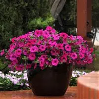[PN_900099] Petunia - Wave Purple