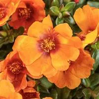[PN_900104] Portulaca  X2 - Sundial Mix