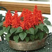 [PN_900105] Salvia  X2 - Red Hot Sally
