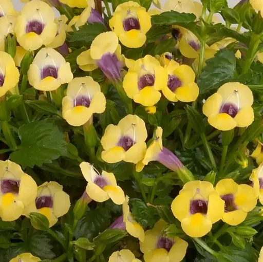 [PN_900111] Torenia - Golden Moon