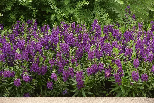 [PN_900119] Angelonia Archangel Purp Dk#
