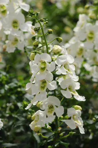 [PN_900120] Angelonia Archangel White#