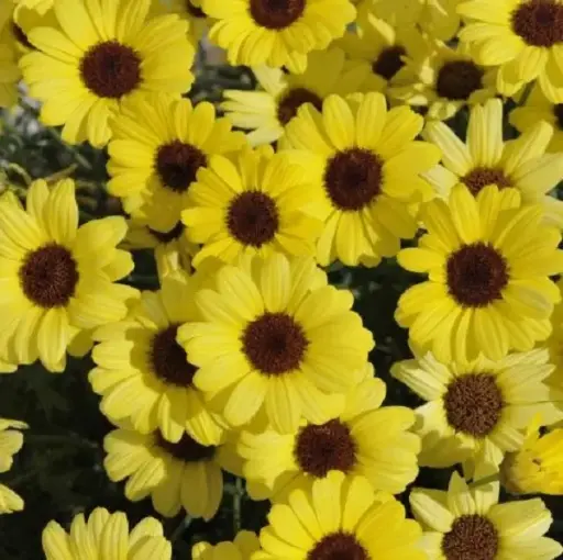 [PN_900124] Argyr Grandaisy Yellow#