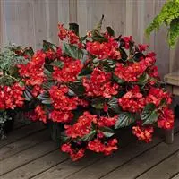 [PN_900126] Begonia Fibrous - Lrg - Whopper Red Brnz Lf