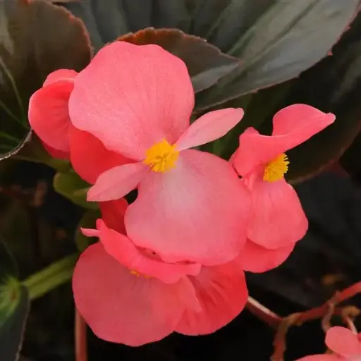 [PN_900127] Begonia Fibrous - Lrg - Whopper Rose Brnz Lf