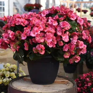 [PN_900130] Beghm Solenia Dusty Rose#