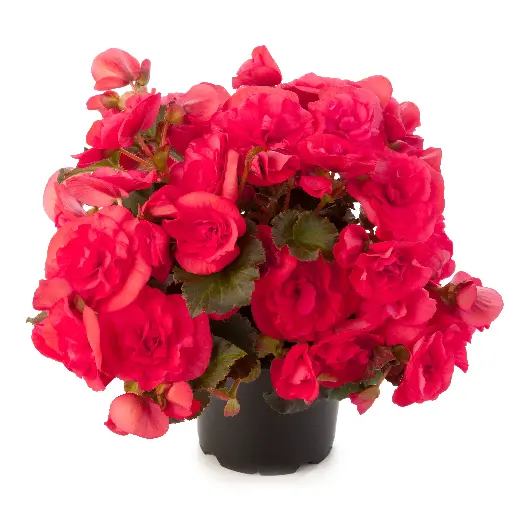 [PN_900131] Beghm Solenia Pink Dark#