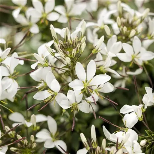 [PN_900133] Cleome Senorita Blanca#