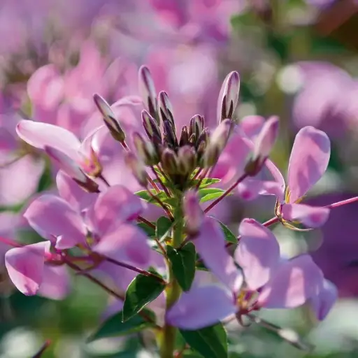 [PN_900134] Cleome Senorita Rosalita#