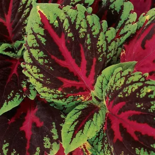 [PN_900135] Coleus - Kong Red