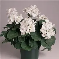[PN_900146] Gerzn Fantasia White#