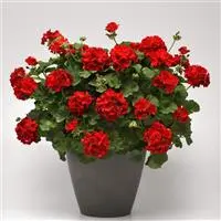 [PN_900147] Gerzn Galaxy Red#