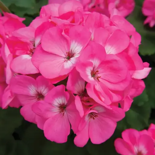 [PN_900153] Gerzn Rocky Mountain Pink#