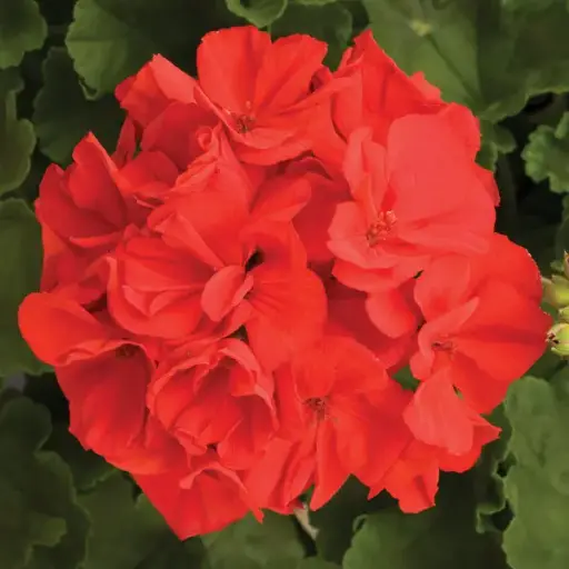 [PN_900154] Gerzn Rocky Mountain Red#