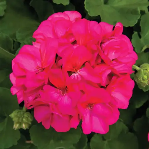 [PN_900156] Gerzn Rocky Mountain Violet#