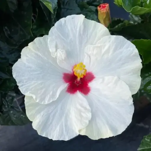 [PN_900160] Quart Hibiscus - Hibiscus White