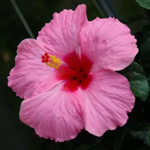 [PN_900161] Quart Hibiscus - Hibiscus Pink