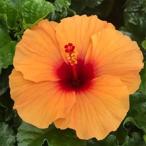[PN_900162] Quart Hibiscus - Hibiscus Orange
