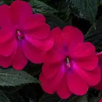[PN_900165] Imp - Sunpatiens - Compact Rose Glow