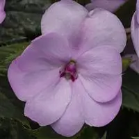 [PN_900168] Imp - Sunpatiens - Compact Orchid Blush