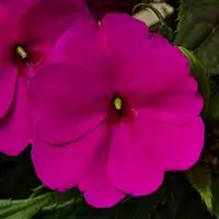 [PN_900170] Imp - Sunpatiens - Compact Purple