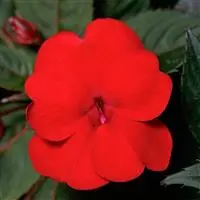 [PN_900171] Imp - Sunpatiens - Compact Deep Red