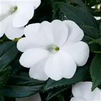 [PN_900172] Imp - Sunpatiens - Compact Classic White