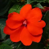 [PN_900174] Imp - Sunpatiens - Compact Electric Orange