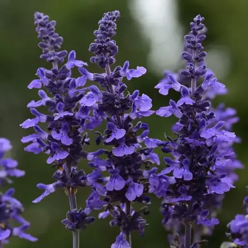 [PN_900183] Salvia - Mystic Spires Blue