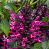 [PN_900184] Salvia Plum Crazy#