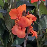 [PN_900186] Canna Cannova Bronze Orange