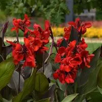 [PN_900187] Canna Cannova Bronze Scarlet