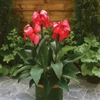 [PN_900188] Canna Cannova Rose
