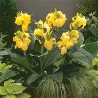 [PN_900189] Canna Cannova Yellow