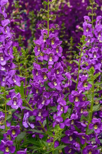 [PN_900194] Angelonia Grdianangl Blue#